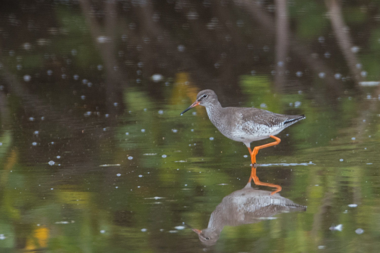 Chevalier Gambette (Common redshank, Tringa totanus),  adulte internuptial, Réserve Naturelle d'intérêt communautaire de la Somone.